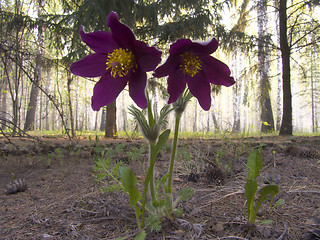 Image showing Pasque-flower in forest