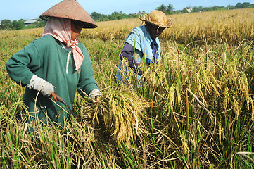 Image showing Rice field