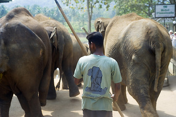 Image showing Pinnawela Elephant Orphanage