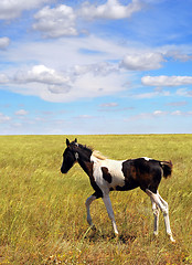 Image showing Foal in the field
