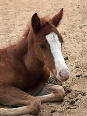 Image showing a foal