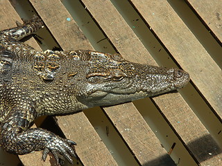 Image showing crocodile farm on Cambodia lake