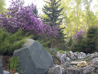 Image showing Stone garden with Rhododendron dauricum in blossom