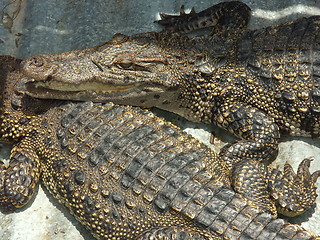 Image showing crocodile farm on Cambodia lake