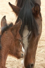 Image showing A horse with a foal