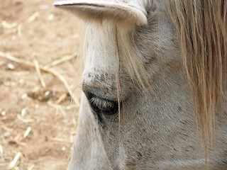 Image showing old horse