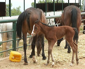 Image showing A horse with a foal