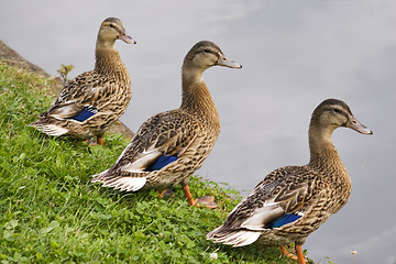 Image showing Ducks