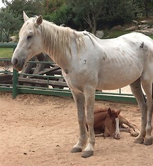 Image showing A horse with a foal
