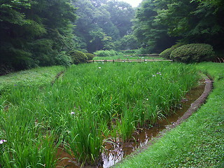 Image showing Tokyo garden