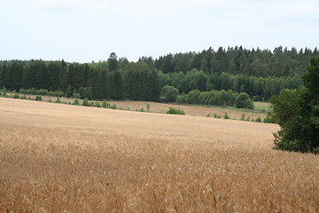 Image showing A field with rye