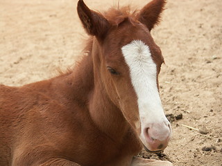 Image showing a foal