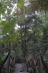 Image showing Malaysian jungle