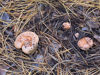 Image showing Lactarius deliciosus - saffron milk cap