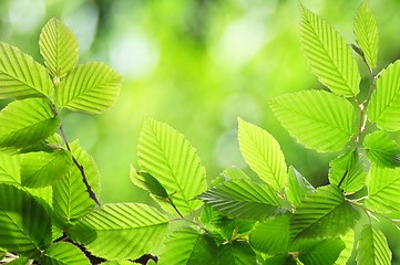 Image showing green summer leaf