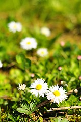 Image showing daisy flower