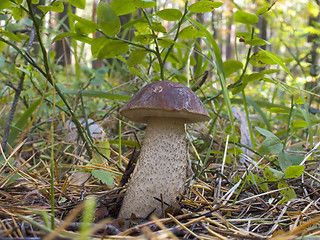 Image showing Leccinium scabrum  - brown cap boletus