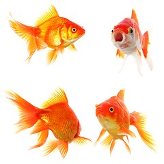 Image showing goldfish