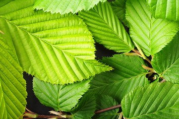 Image showing leaf texture