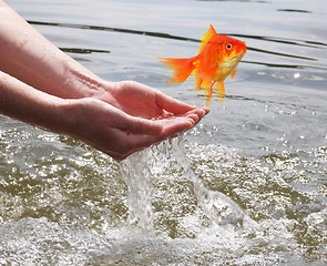 Image showing goldfish