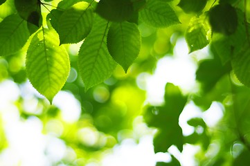 Image showing leaves