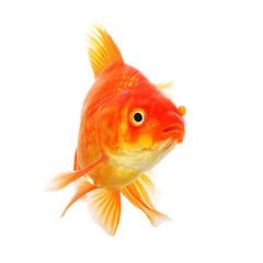 Image showing goldfish