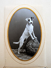 Image showing Vintage dog photo