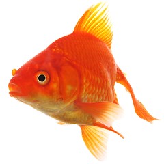 Image showing goldfish