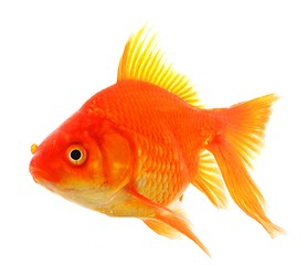 Image showing goldfish