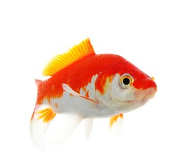 Image showing goldfish