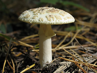 Image showing Amanita - death cup