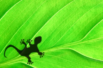 Image showing gecko shadow on leaf