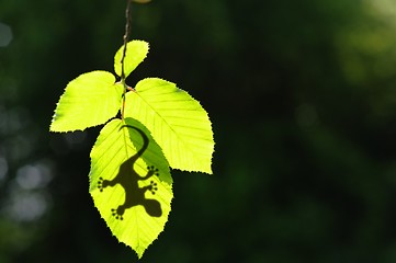 Image showing gecko shadow on leaf