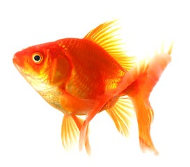 Image showing goldfish