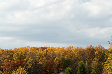 Image showing Autumn Fall Forrest Trees Yellow and Red Gray Sky Clouds