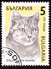 Image showing Canceled Bulgarian Postage Stamp Shorthaired Tiger Stripe Cat Br