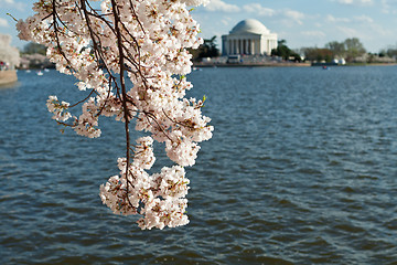 Image showing Cherry Blossoms Jefferson Memorial, Washington DC