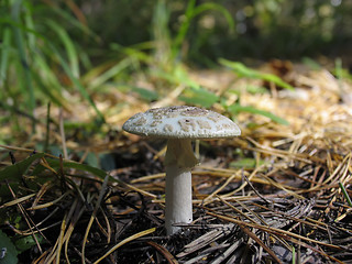 Image showing Amanita - death cup