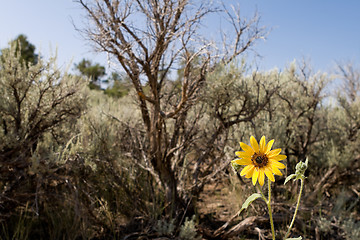 Image showing Showy Sunflower Helianthus Laetiflorus Sage Brush