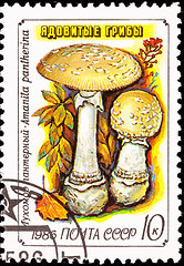 Image showing Canceled Soviet Russia Postage Stamp Amanita Pantherina Panther 