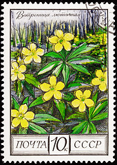 Image showing Soviet Russia Post Stamp Ranunculus Yellow Buttercup Oak Forest