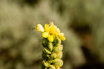 Image showing Closeup of a Common Mullein Yellow Flower