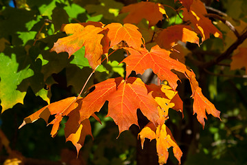 Image showing Orange, Red, Yellow Maple Leaves on Tree Fall Autumn