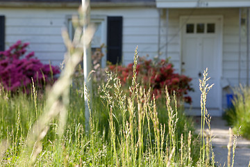 Image showing Long Grass Outside Abandoned Cape Cod Single Family Home Marylan