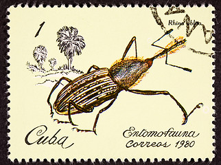 Image showing Post Stamp Insect Weevil Rhina Oblita Brown Beetle