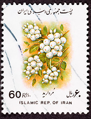 Image showing Canceled Iranian Postage Stamp White Berries Sorbus glabrescens 