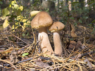 Image showing Armillariella mellea - Honey fungus