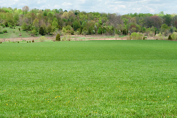 Image showing Grassy Green Field Dandelions Tree Line Distance