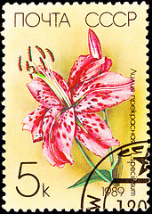 Image showing Canceled Soviet Russia Postage Stamp Spotted Pink Lily Lilium Sp