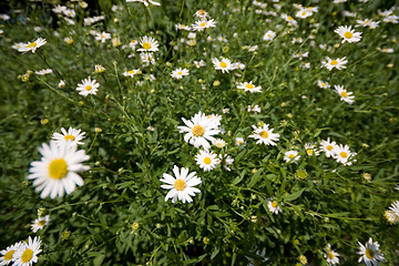 Image showing Full Frame Field of Daisies Flowers
